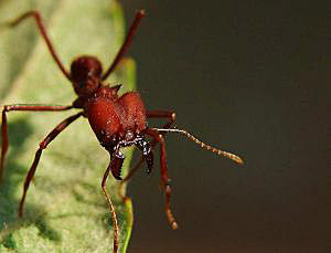 combatir las hormigas coloradas o argentinas