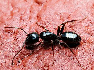 matar y exterminar las hormigas